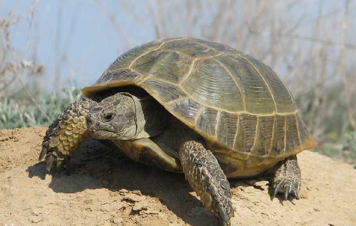 Steppeskildpadden — det første hvirveldyr, der fløj til månen
