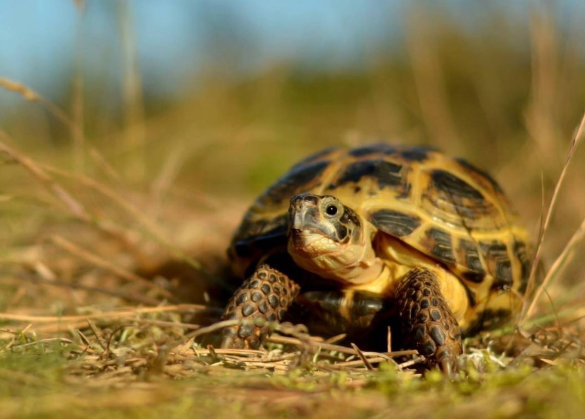 Steppeskildpadden — det første hvirveldyr, der fløj til månen