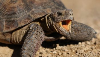 Steppeskildpadden — det første hvirveldyr, der fløj til månen