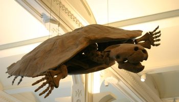 Stupendemys geographicus