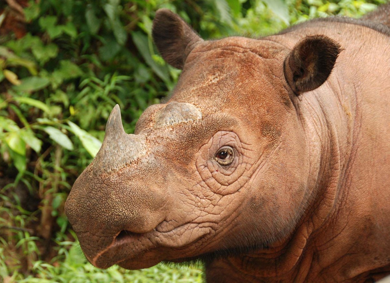 Sumatra-næsehorn