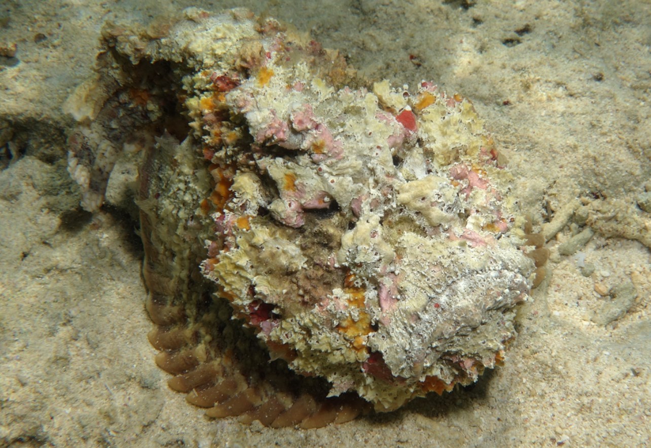 Syanceia verrucosa