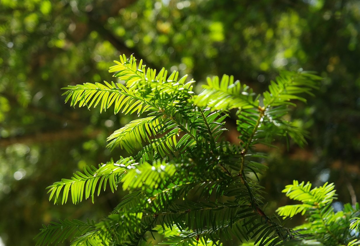 Taxus baccata