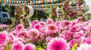 Hampton Hack vil sætte din have i brand med en ny blomsterpragt – her er præcis, hvordan du gør, så dine stauder blomstrer to gange