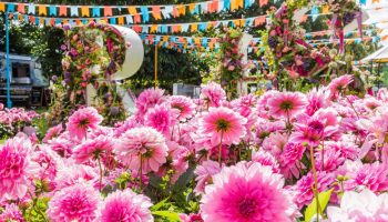 Hampton Hack vil sætte din have i brand med en ny blomsterpragt – her er præcis, hvordan du gør, så dine stauder blomstrer to gange