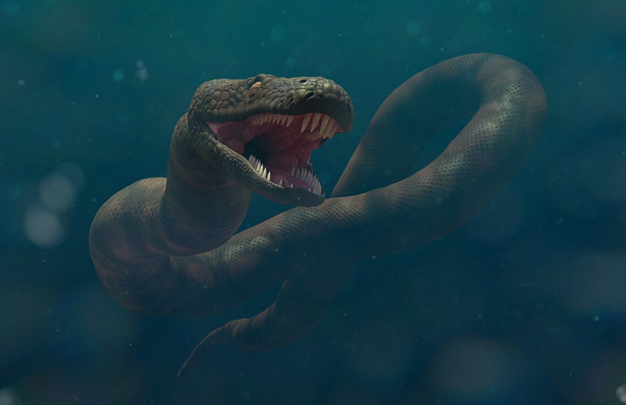 Forskere har vist verdens største slange, der levede efter dinosaurerne: sådan ser den ud