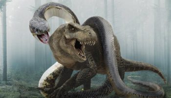 Forskere har vist verdens største slange, der levede efter dinosaurerne: sådan ser den ud