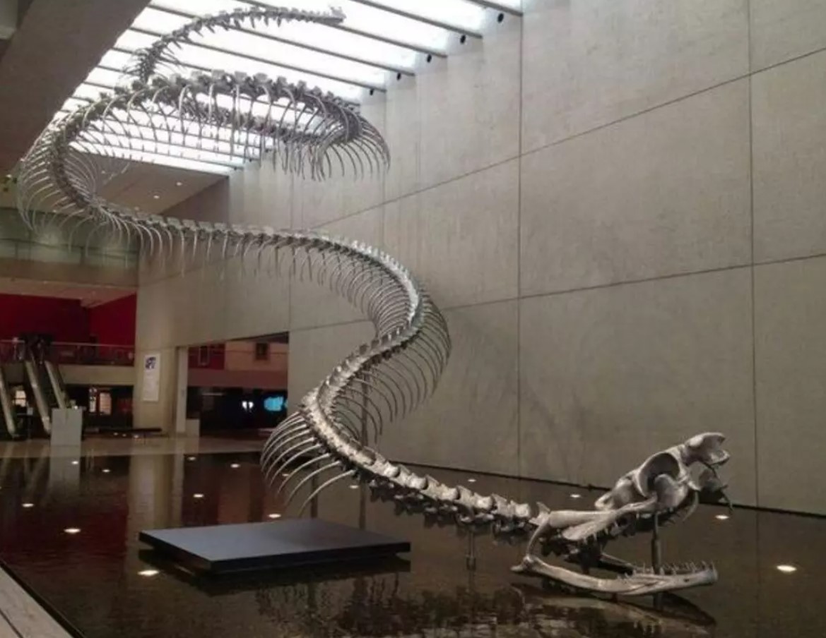 Forskere har vist verdens største slange, der levede efter dinosaurerne: sådan ser den ud