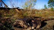 I Tjernobyl-zonen har forskere gjort en uventet opdagelse om lokale fisk