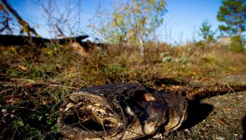 I Tjernobyl-zonen har forskere gjort en uventet opdagelse om lokale fisk