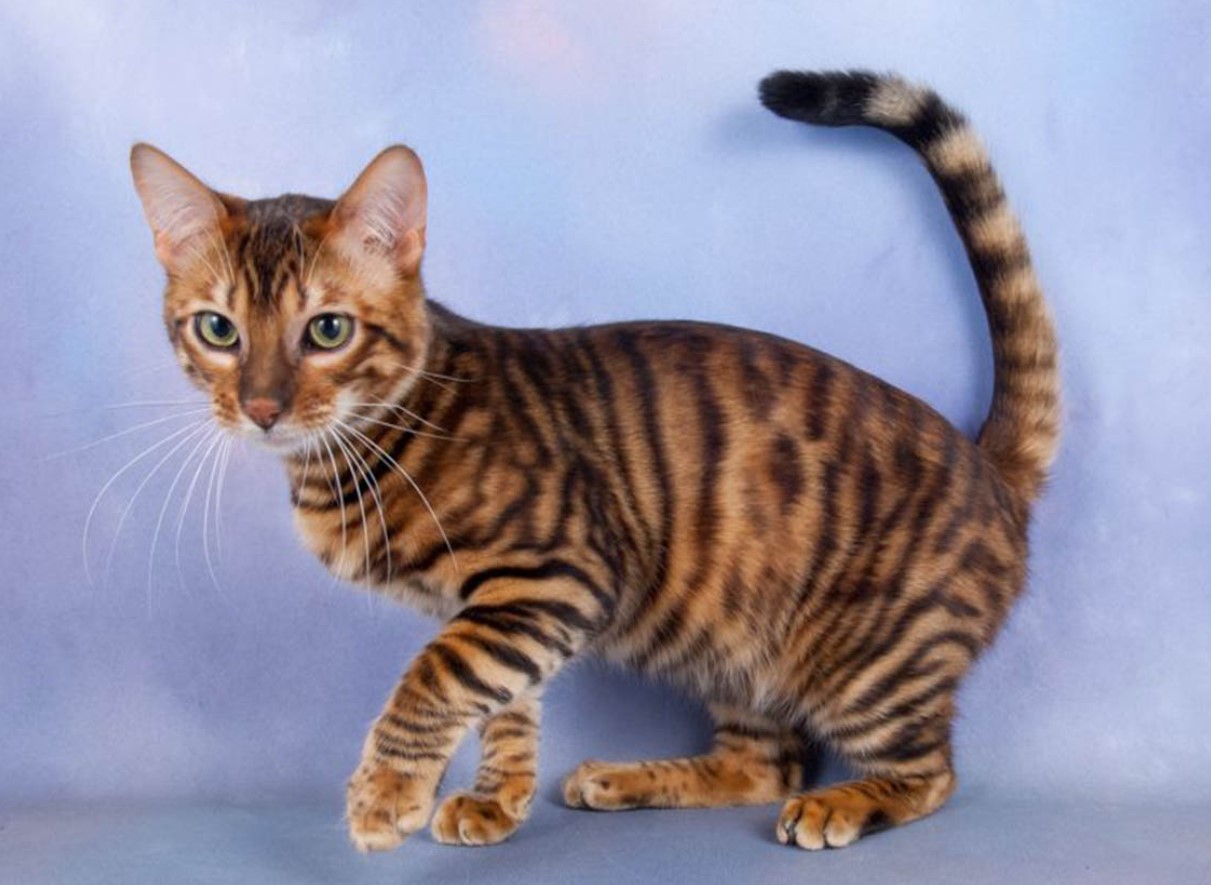 Toyger: tamme tigre – med striber, men uden aggression