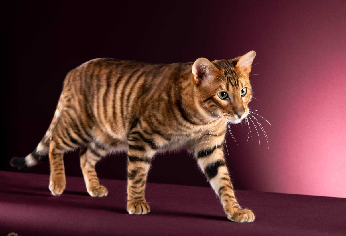 Toyger: tamme tigre – med striber, men uden aggression
