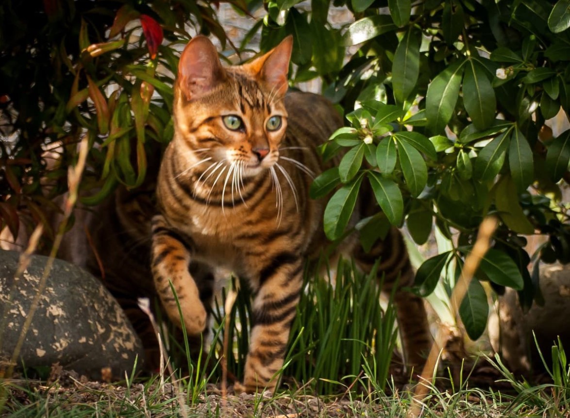 Toyger: tamme tigre – med striber, men uden aggression