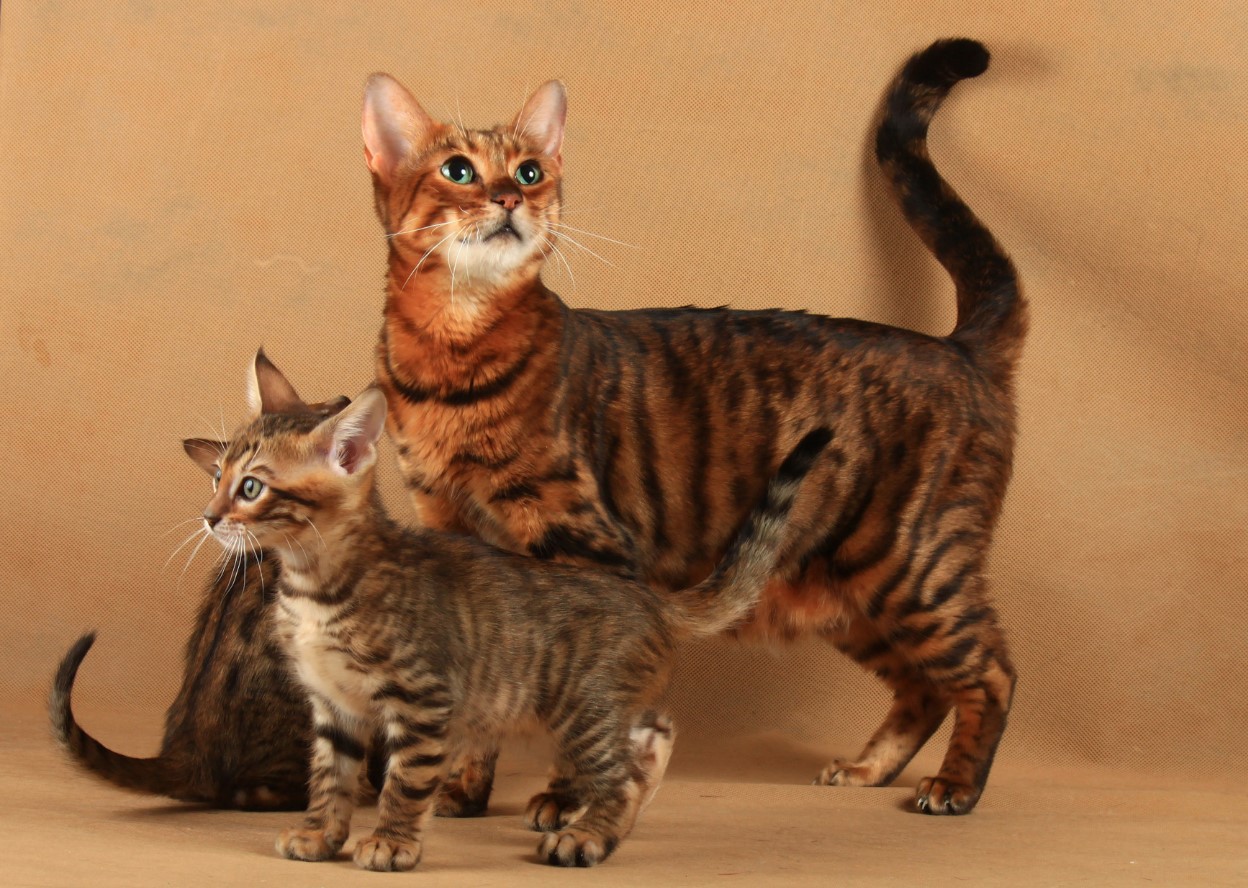 Toyger: tamme tigre – med striber, men uden aggression