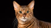 Toyger: tamme tigre – med striber, men uden aggression