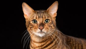 Toyger: tamme tigre – med striber, men uden aggression