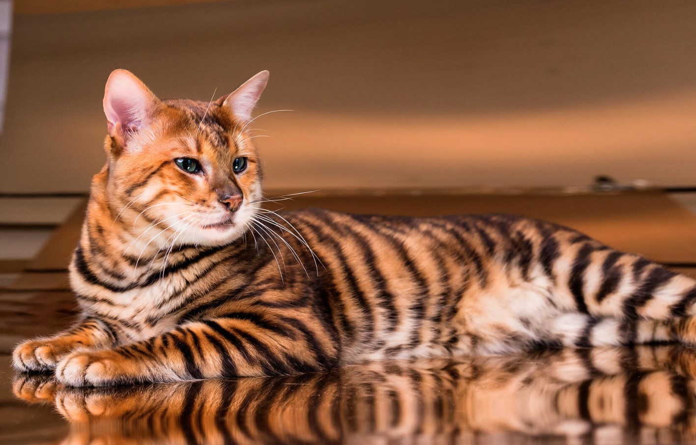 Toyger: tamme tigre – med striber, men uden aggression