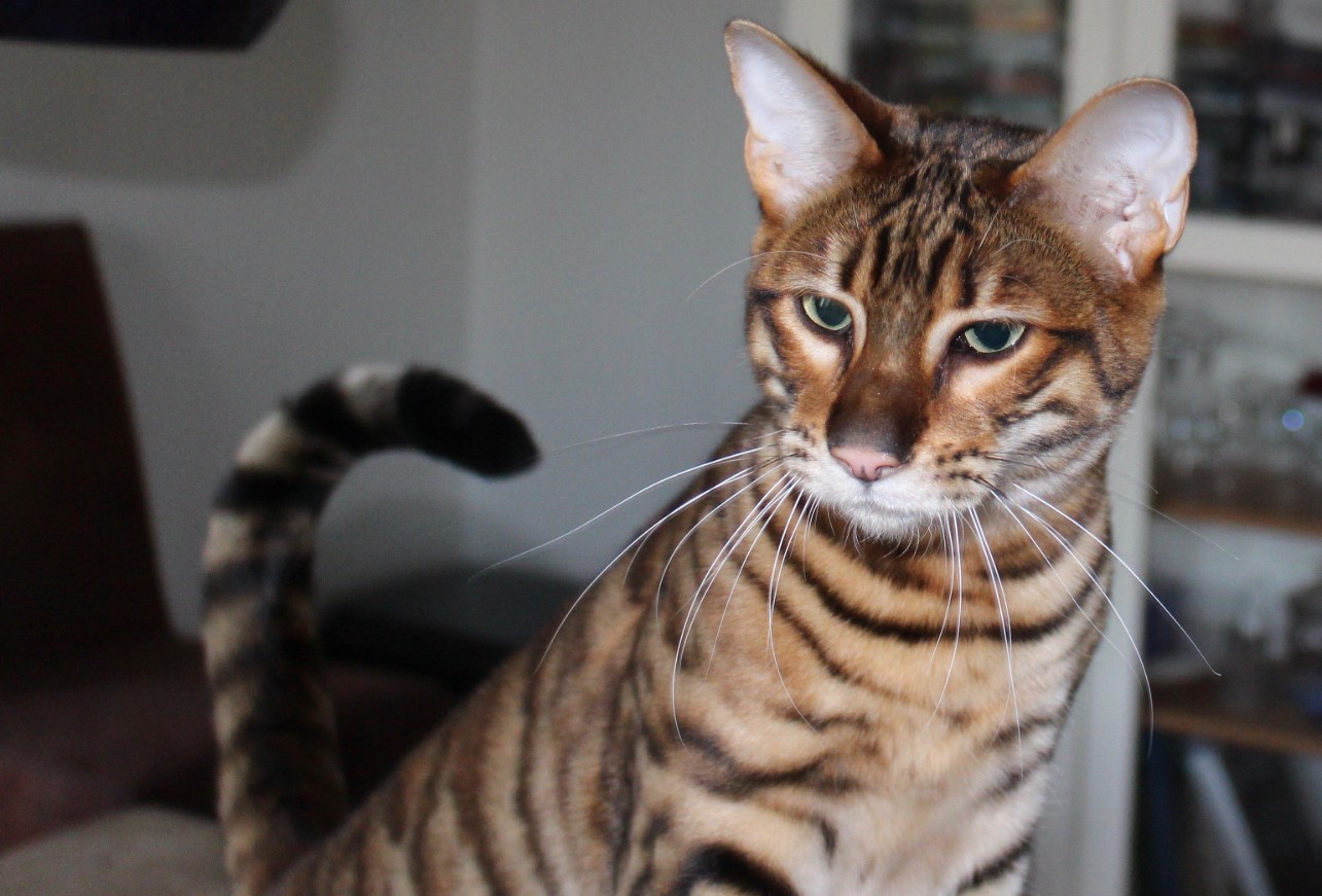 Toyger: tamme tigre – med striber, men uden aggression