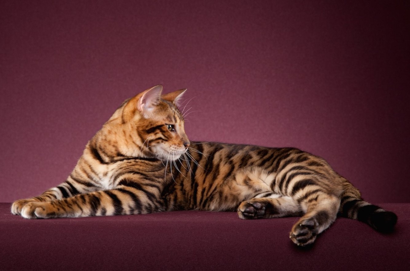 Toyger: tamme tigre – med striber, men uden aggression