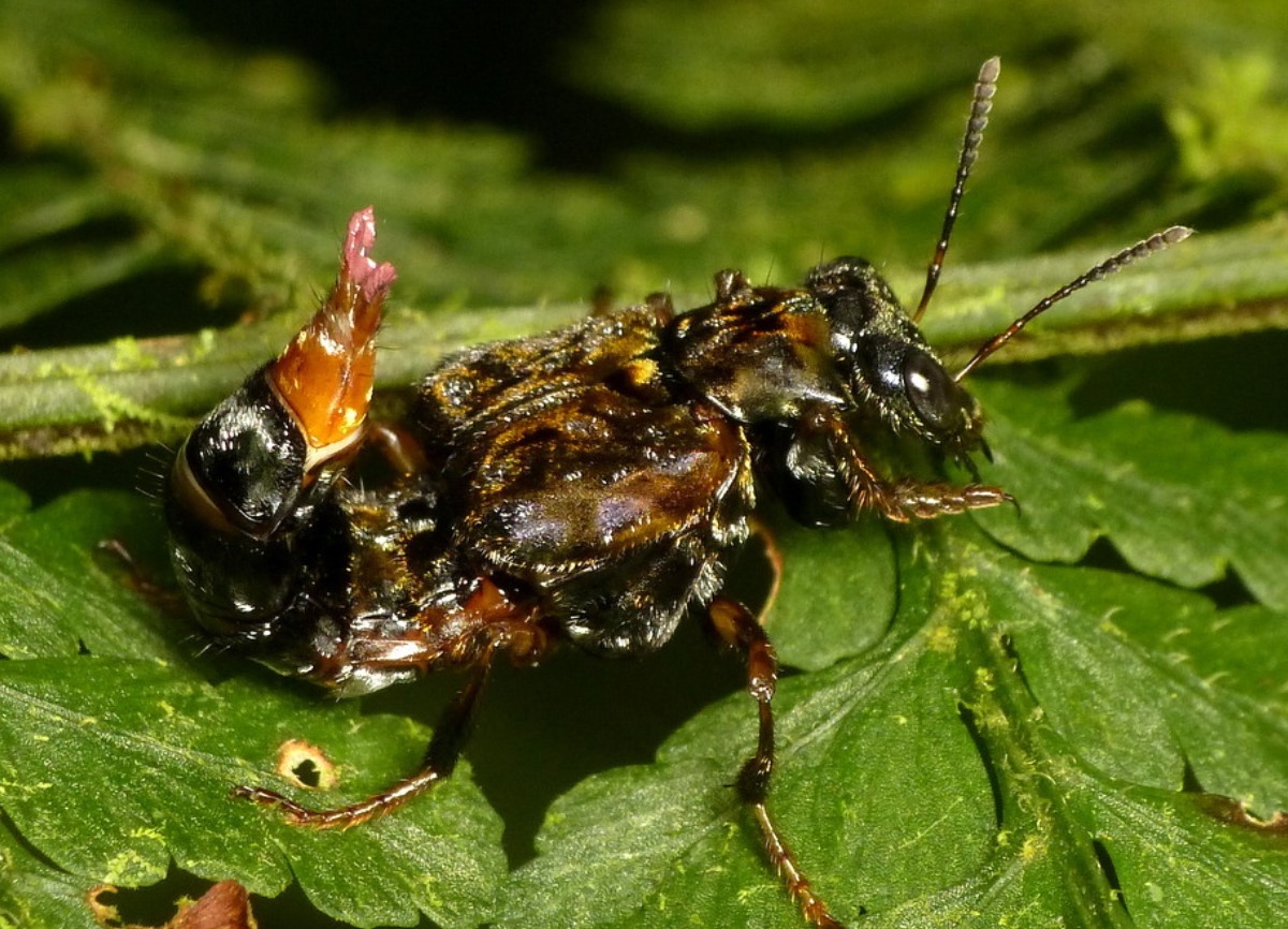 Leistotrophus versicolor — en kønsløs transvestit-bille