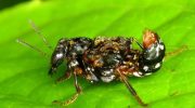 Leistotrophus versicolor — en kønsløs transvestit-bille