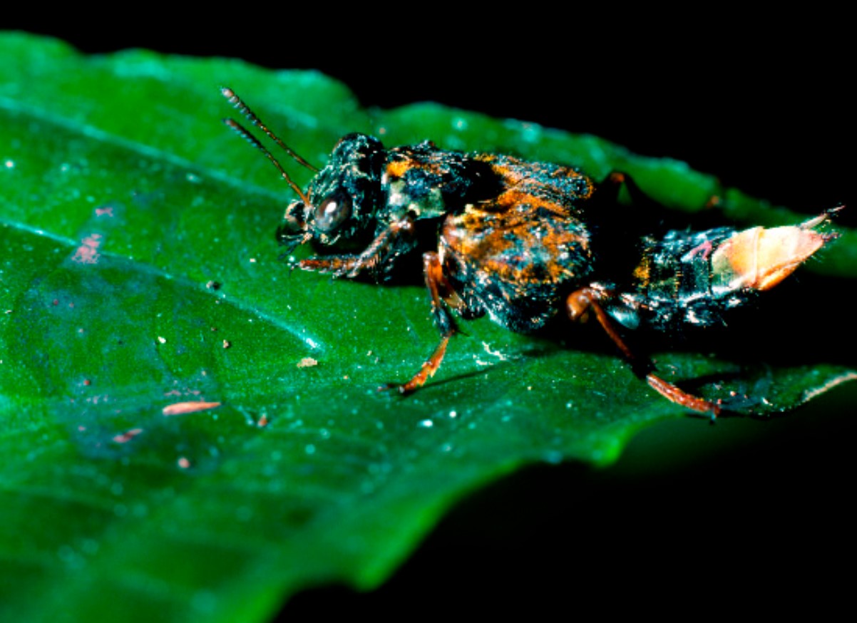 Leistotrophus versicolor