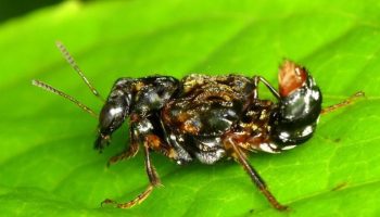 Leistotrophus versicolor — en kønsløs transvestit-bille
