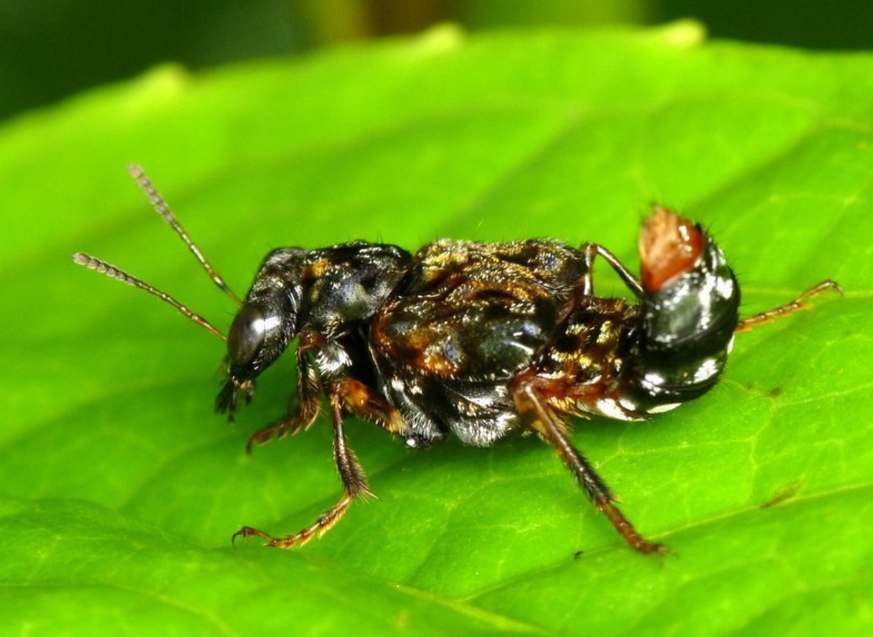 Leistotrophus versicolor — en kønsløs transvestit-bille
