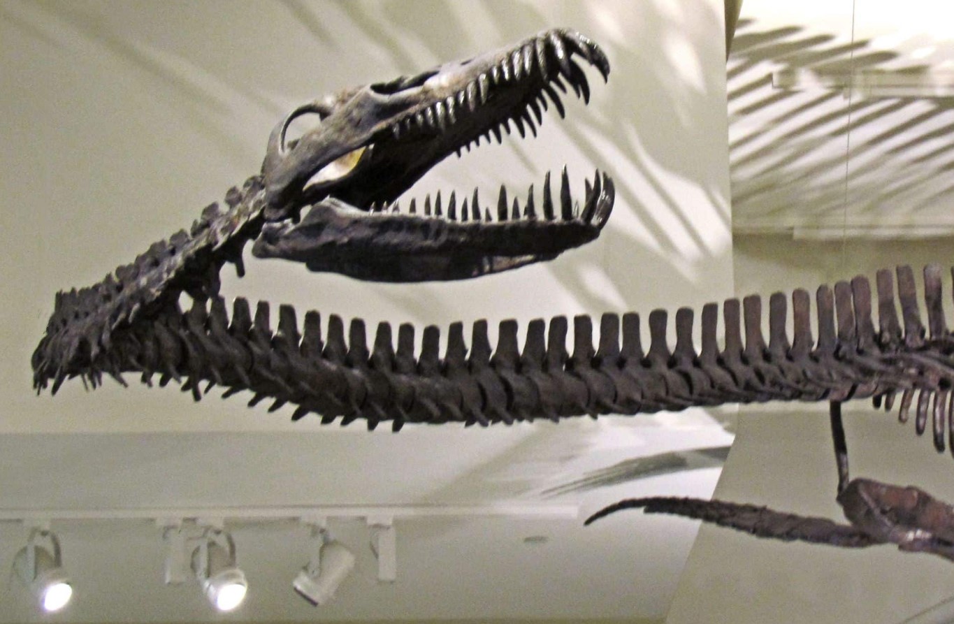 Traskasaura sandrae