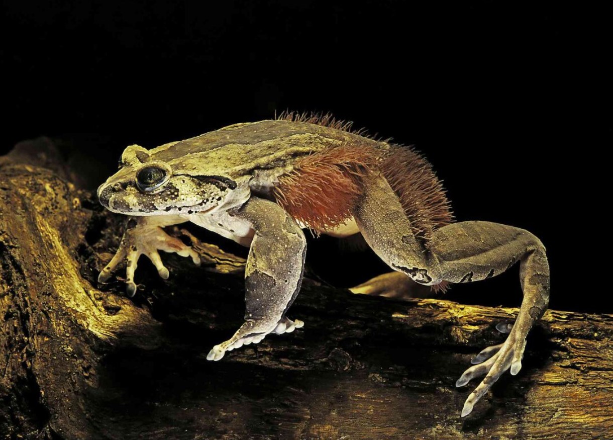 Trichobatrachus robustus