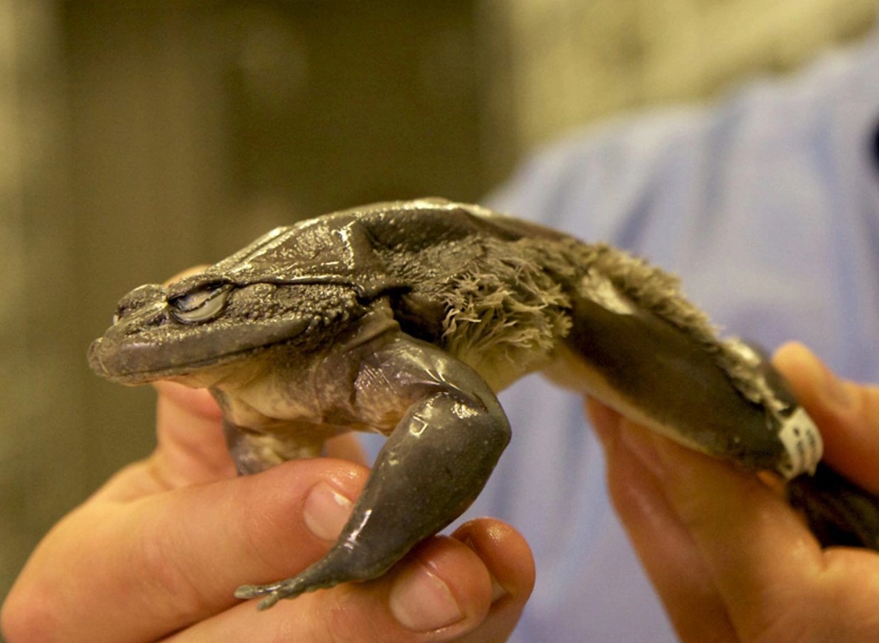Trichobatrachus robustus