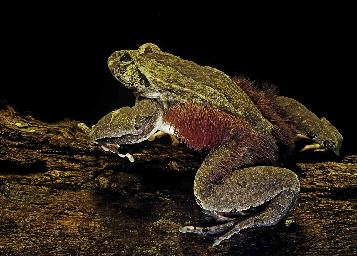 Trichobatrachus robustus