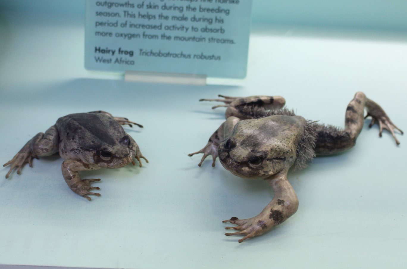 Trichobatrachus robustus