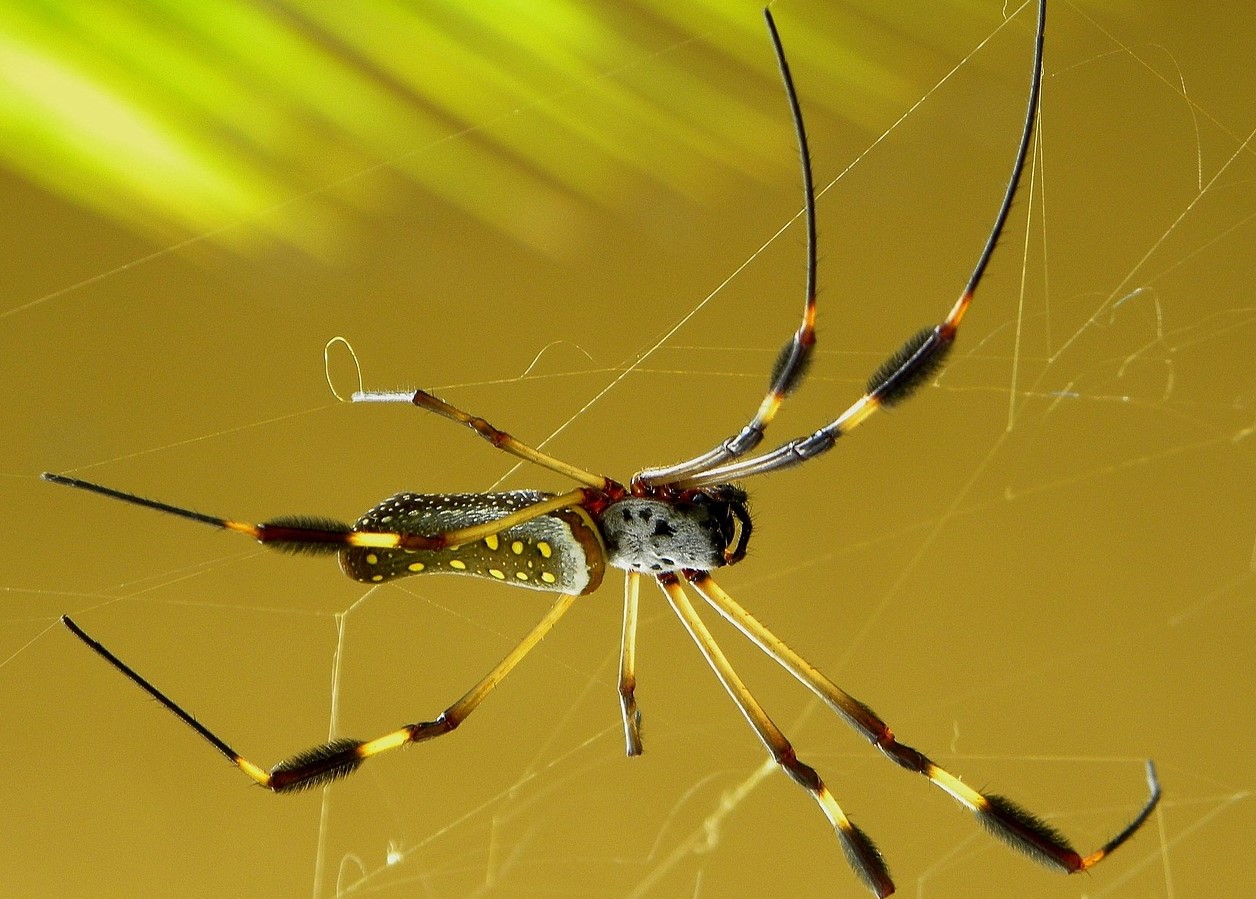 Trichonephila clavipes