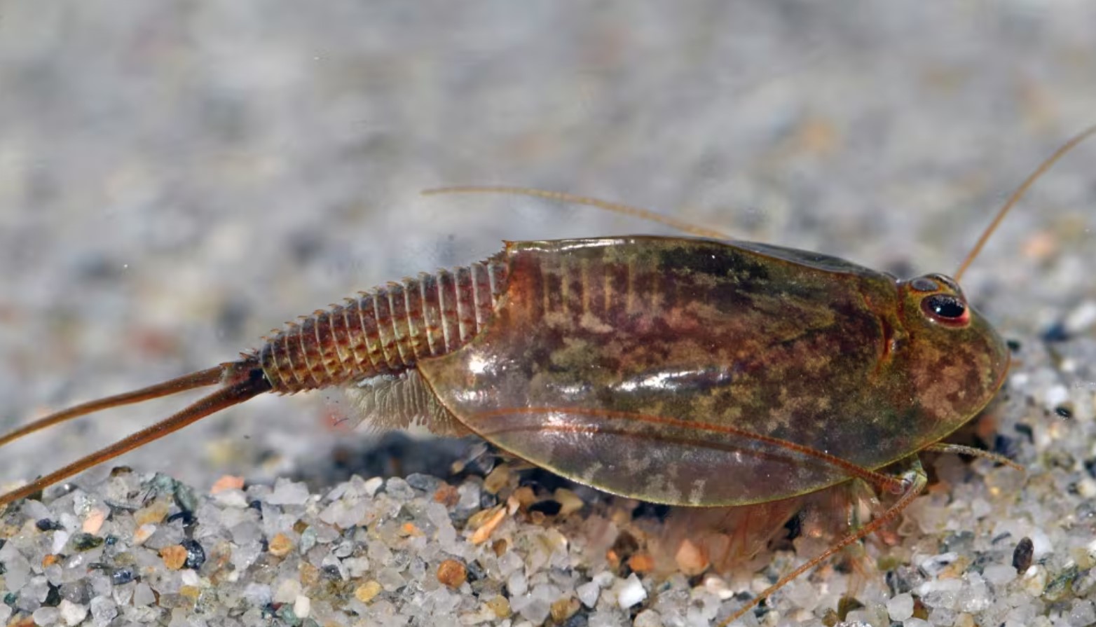 Triops cancriformis
