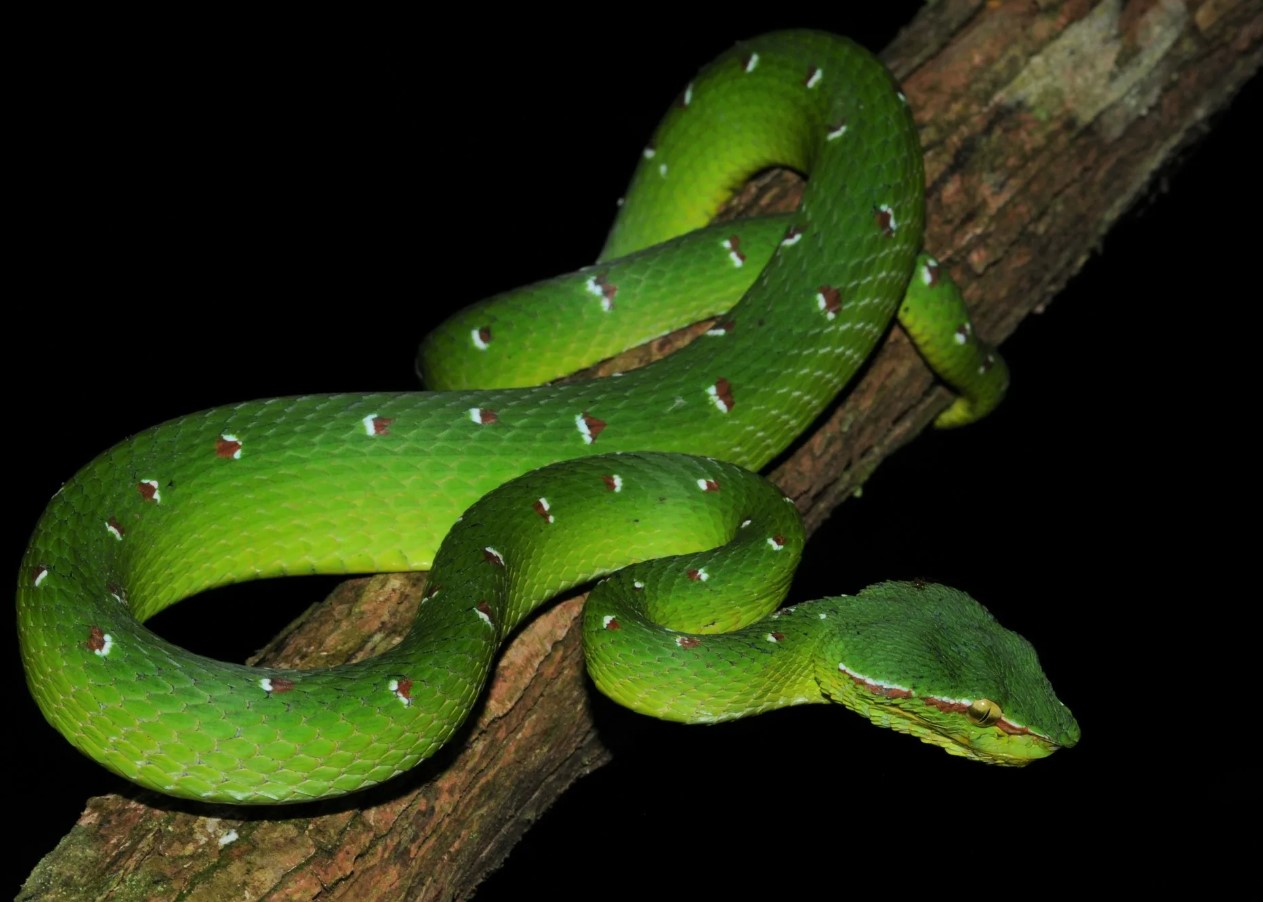 Tropidolaemus wagleri