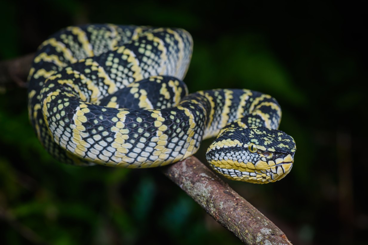 Tropidolaemus wagleri