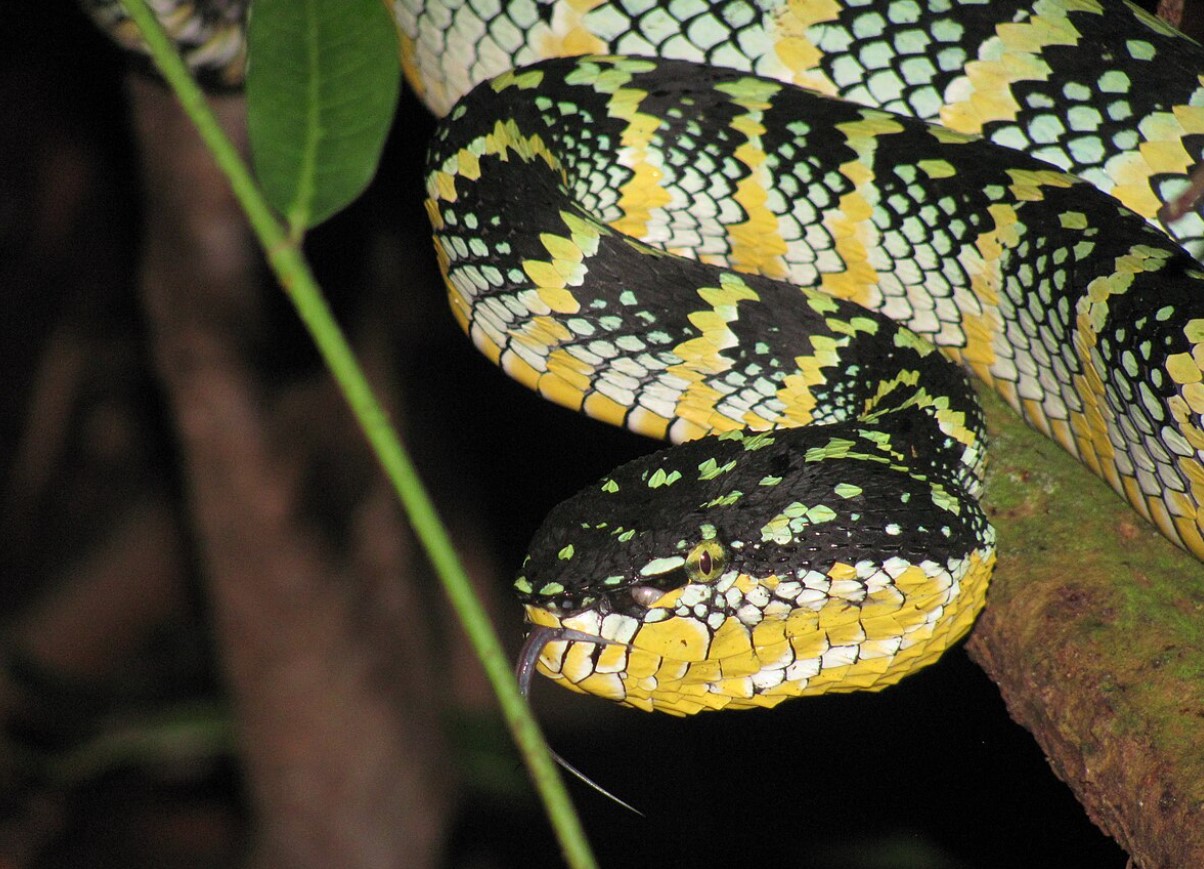 Tropidolaemus wagleri