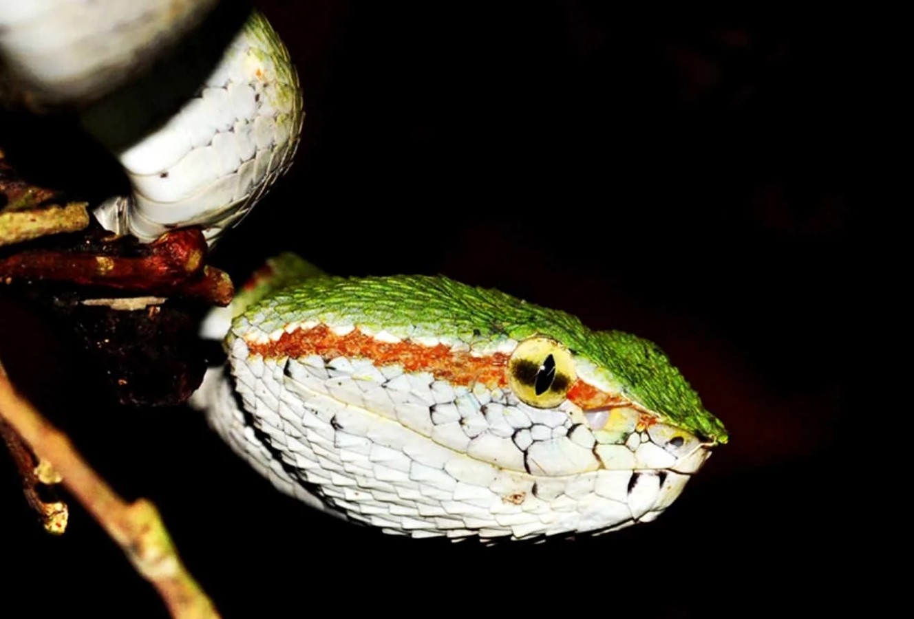 Junglens rædsel vækkes til live: et væsen, som man engang troede var umuligt - naturen besluttede ikke at holde sig tilbage