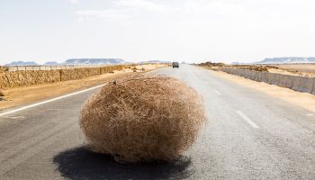 Tumbleweed: russisk immigrant, der erobrede det vilde vesten