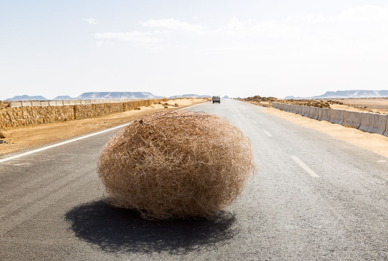 Tumbleweed: russisk immigrant, der erobrede det vilde vesten