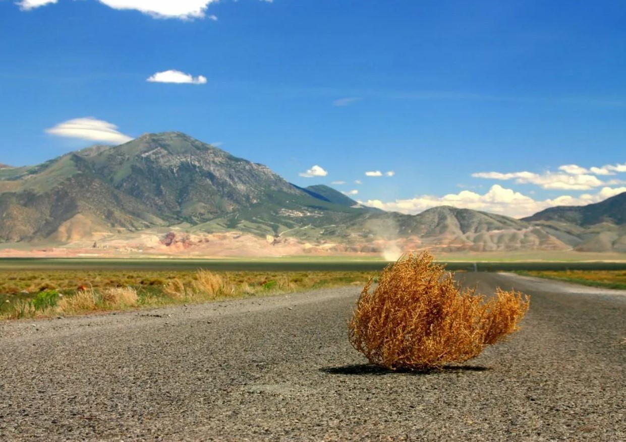 Tumbleweed: russisk immigrant, der erobrede det vilde vesten
