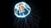 Turritopsis dohrnii