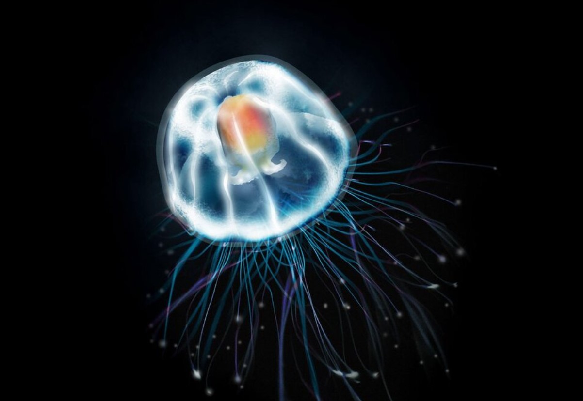 Turritopsis dohrnii