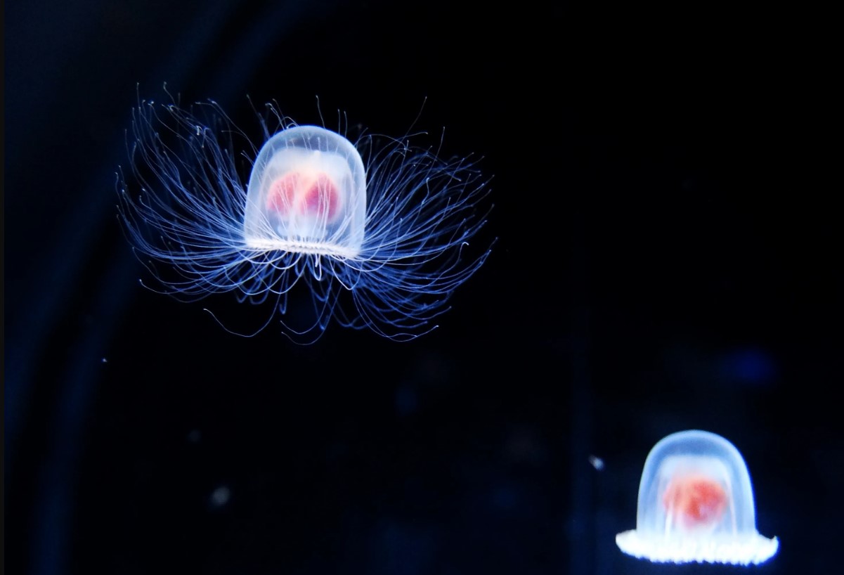 Turritopsis dohrnii
