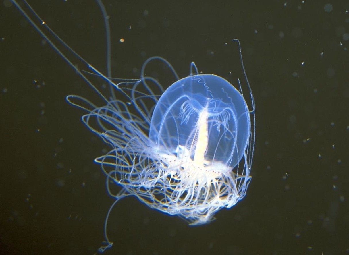 Turritopsis dohrnii