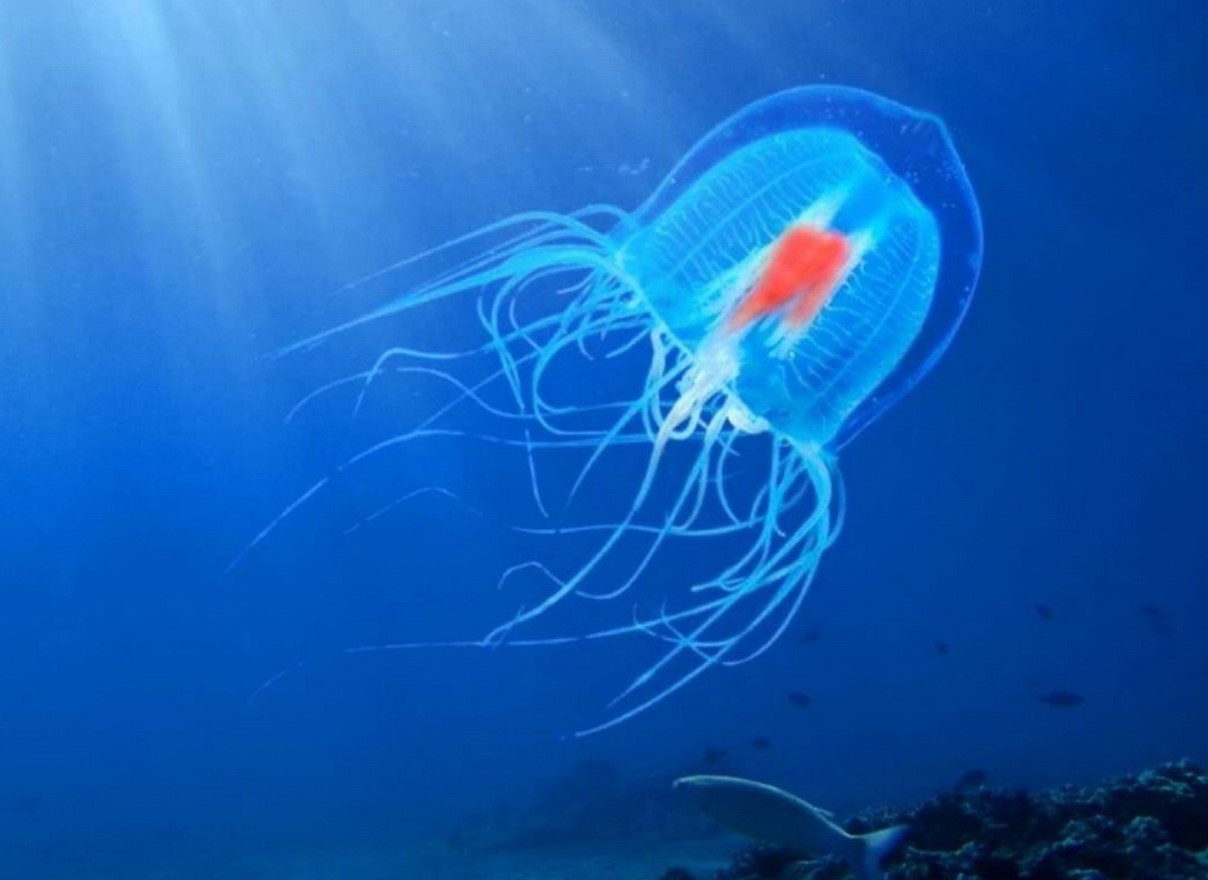 Turritopsis dohrnii