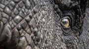 Tyrannosaurus spredte stor rædsel. Dinosaurerne var lammet af frygt. Der er beviser