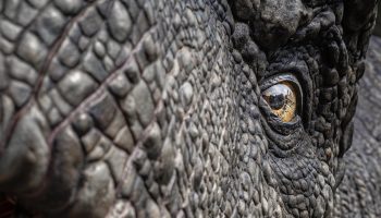 Tyrannosaurus spredte stor rædsel. Dinosaurerne var lammet af frygt. Der er beviser