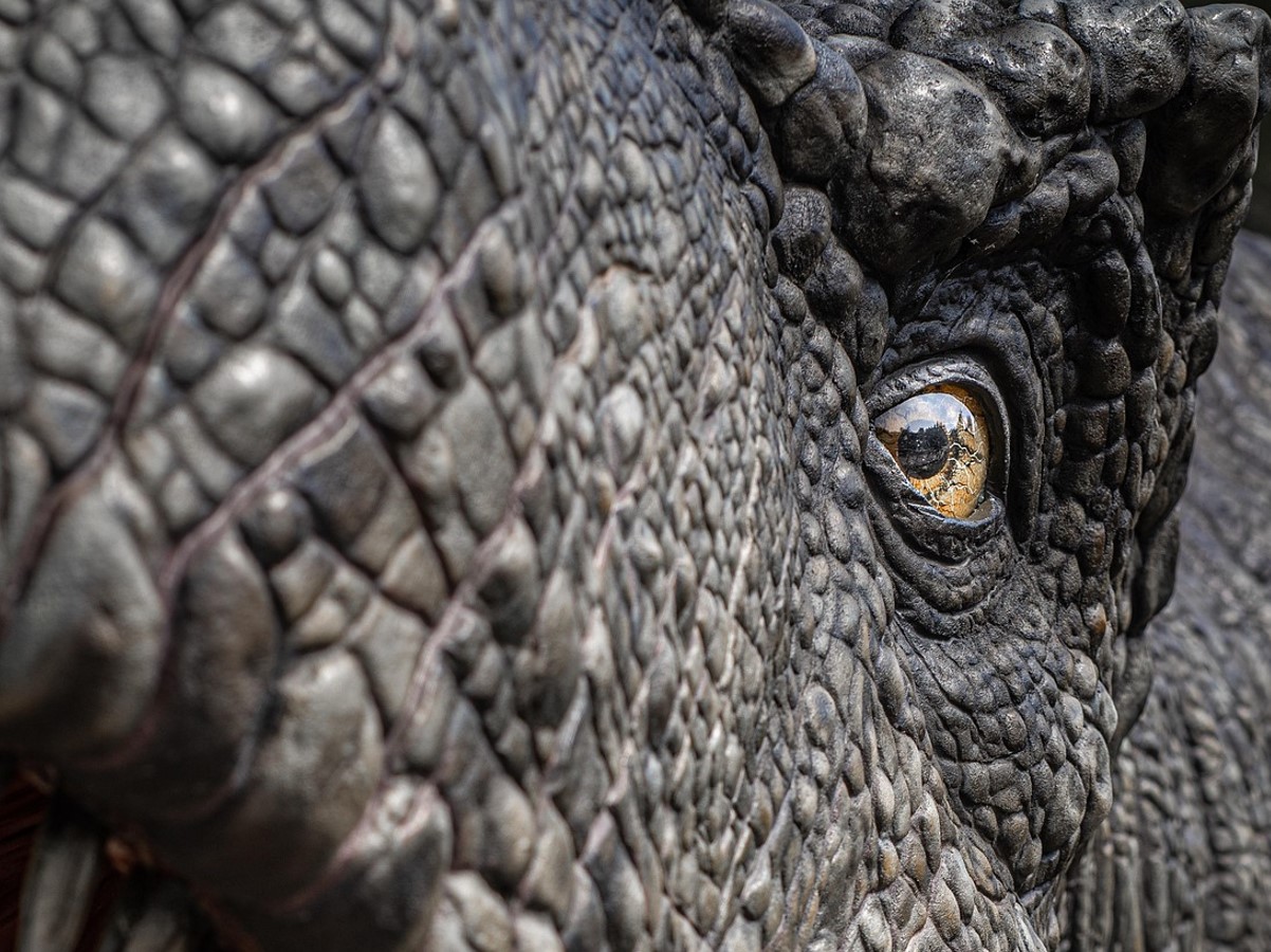 Tyrannosaurus spredte stor rædsel. Dinosaurerne var lammet af frygt. Der er beviser